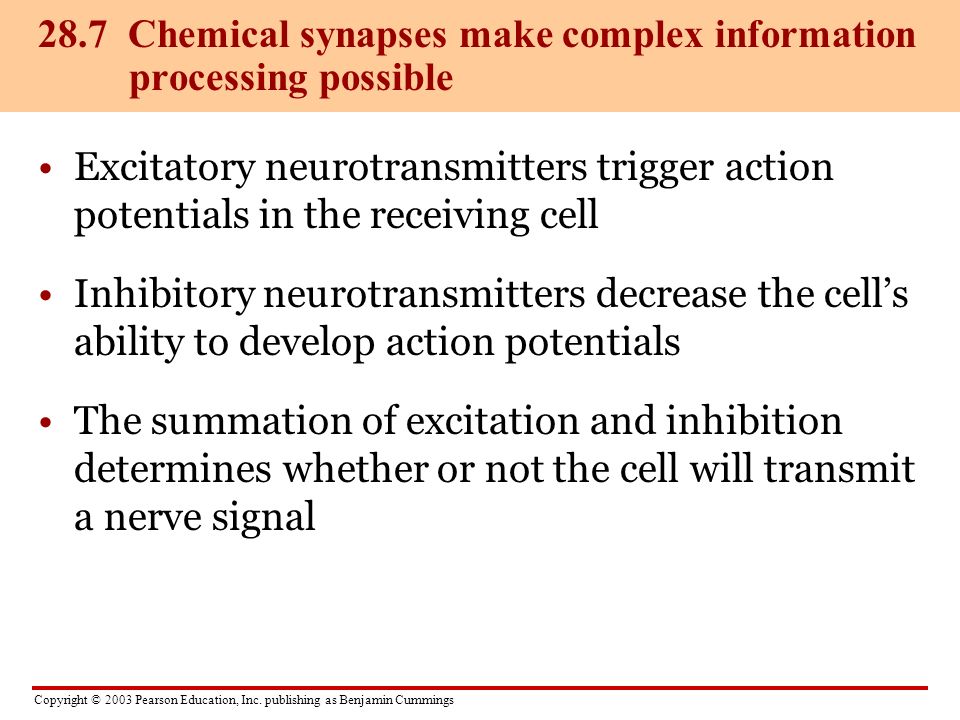 28.7 Chemical synapses make complex information processing possible