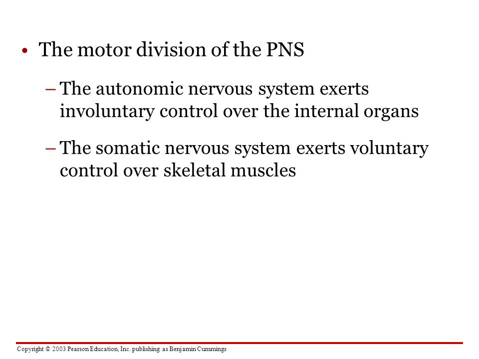 The motor division of the PNS