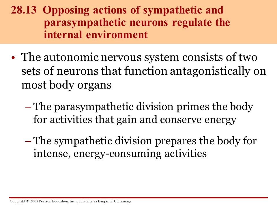 28.13 Opposing actions of sympathetic and parasympathetic neurons regulate the internal environment