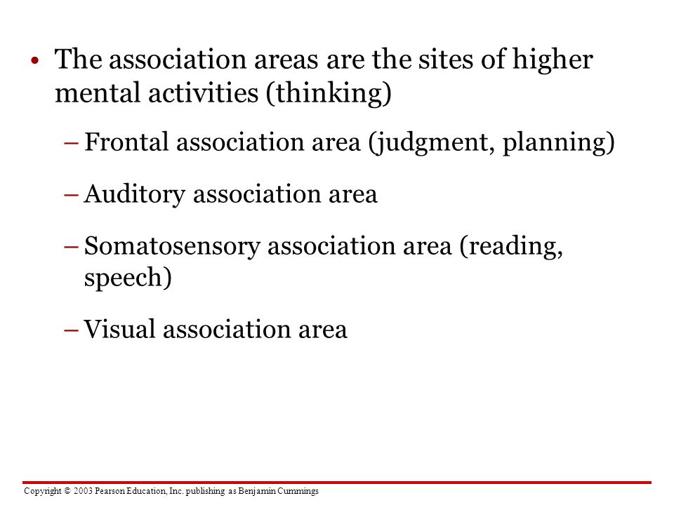 The association areas are the sites of higher mental activities (thinking)