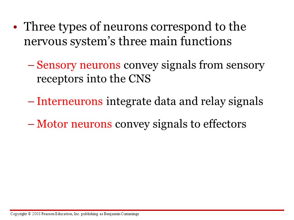 Three types of neurons correspond to the nervous system’s three main functions