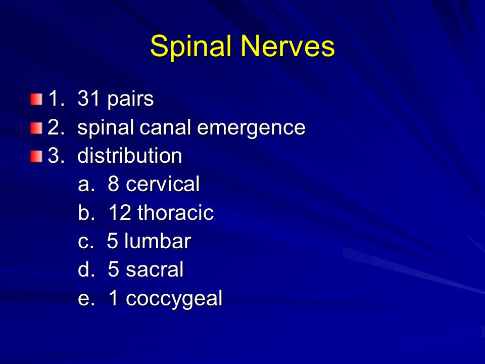 spinal nerves, dermatomes, and cranial nerves