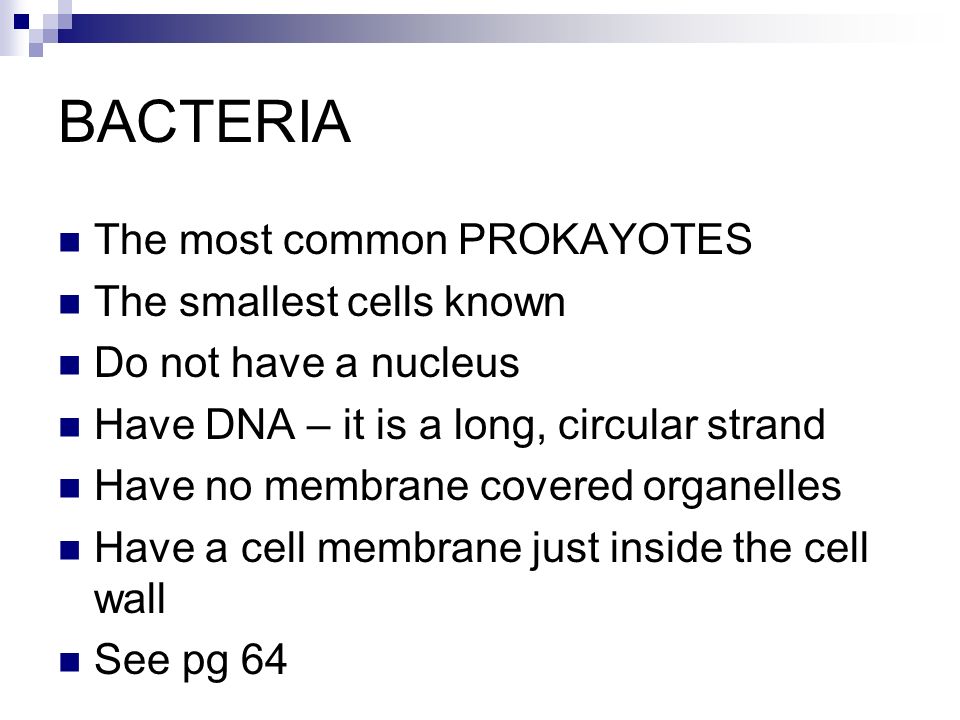 BACTERIA The most common PROKAYOTES The smallest cells known