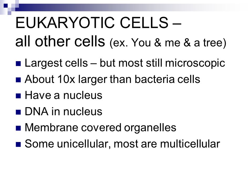 EUKARYOTIC CELLS – all other cells (ex. You & me & a tree)