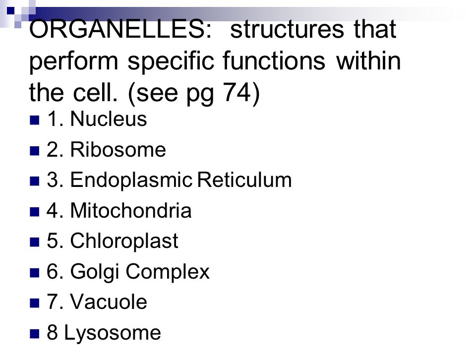ORGANELLES: structures that perform specific functions within the cell