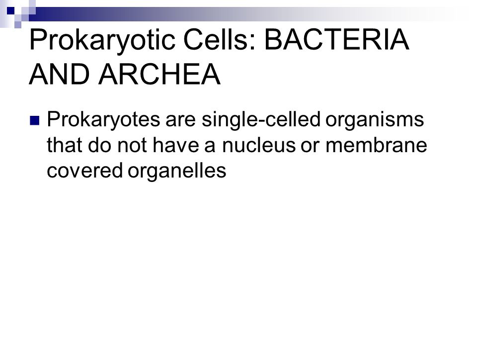 Prokaryotic Cells: BACTERIA AND ARCHEA