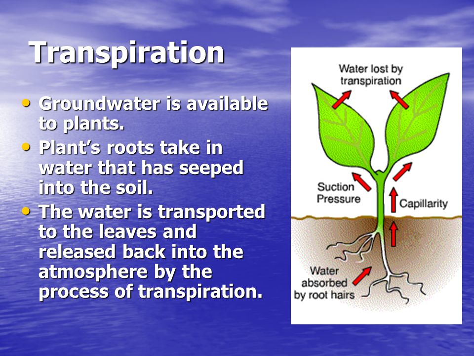 Transpiration Groundwater is available to plants.