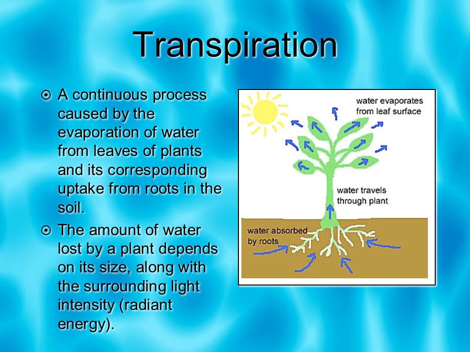 transpirationa continuous process caused by the evaporation of