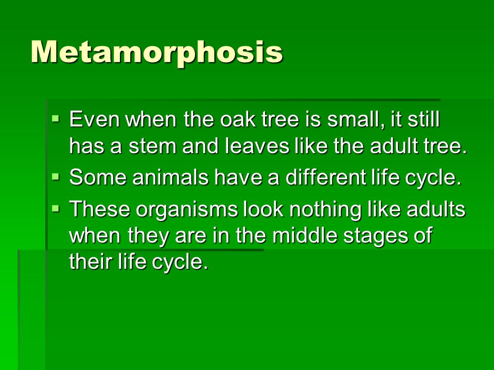 Metamorphosis Even when the oak tree is small, it still has a stem and leaves like the adult tree. Some animals have a different life cycle.