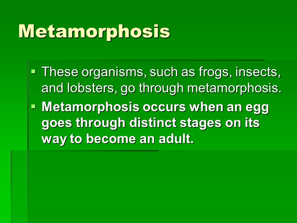 Metamorphosis These organisms, such as frogs, insects, and lobsters, go through metamorphosis.