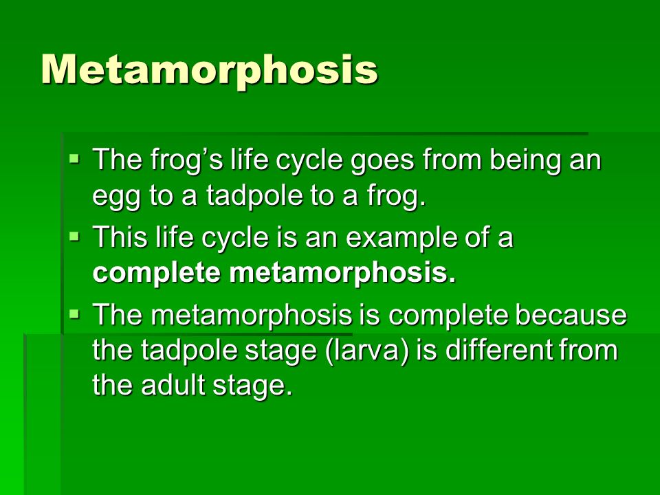 Metamorphosis The frog’s life cycle goes from being an egg to a tadpole to a frog. This life cycle is an example of a complete metamorphosis.