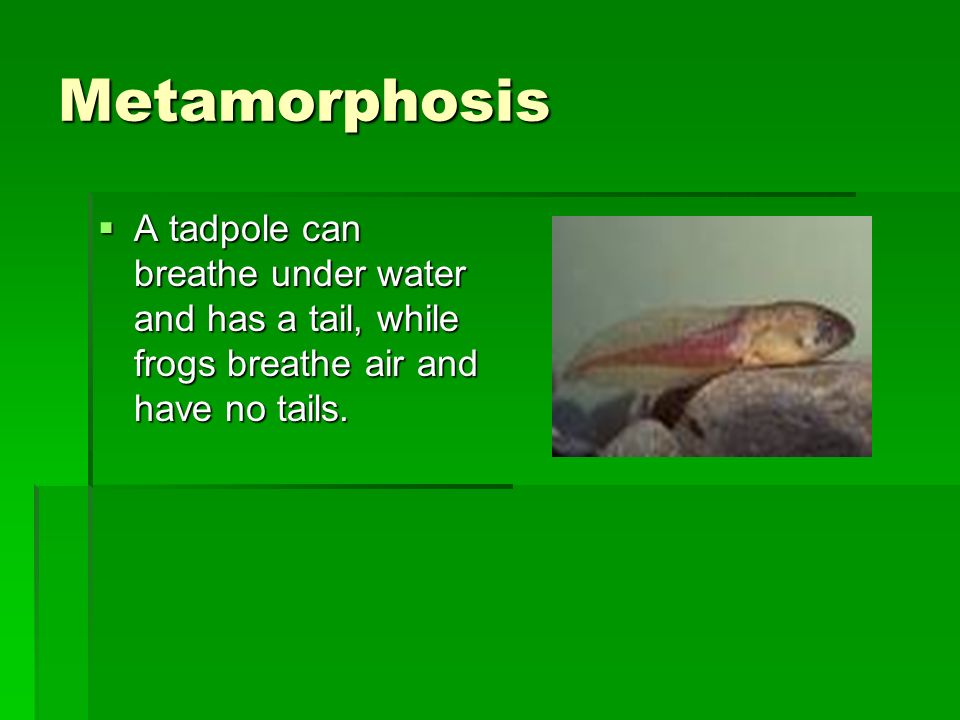 Metamorphosis A tadpole can breathe under water and has a tail, while frogs breathe air and have no tails.
