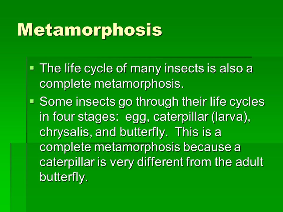 Metamorphosis The life cycle of many insects is also a complete metamorphosis.