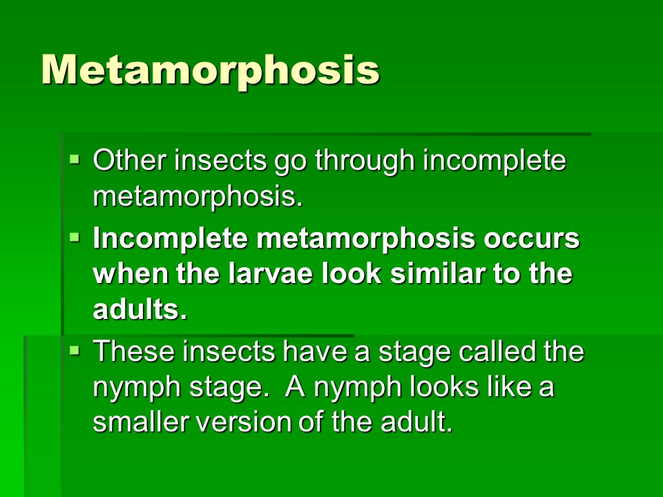 Metamorphosis Other insects go through incomplete metamorphosis.