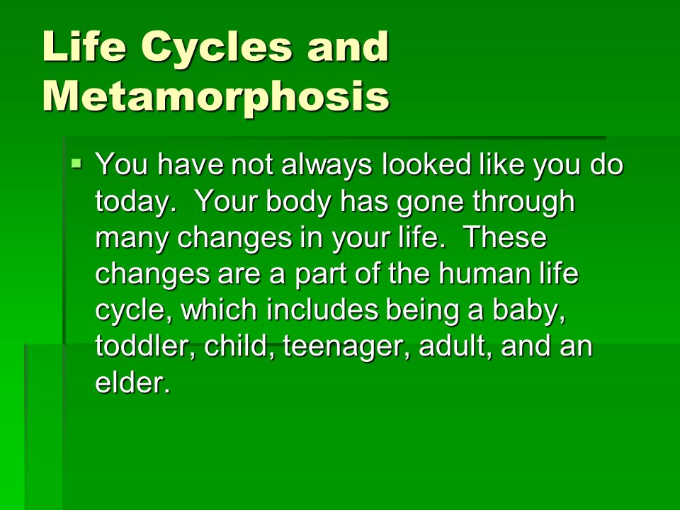 Life Cycles and Metamorphosis