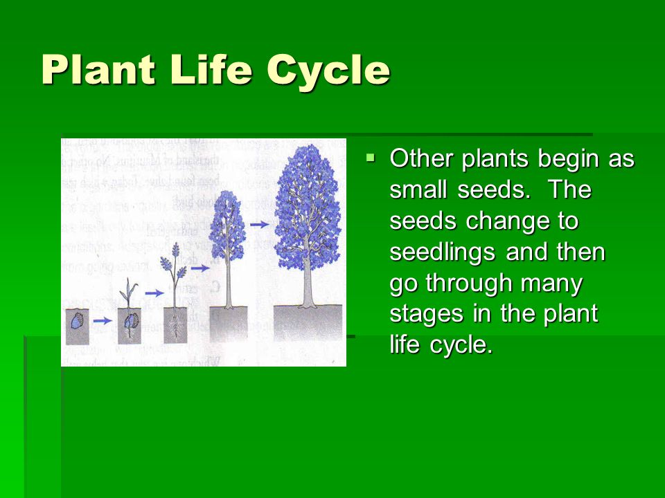 Plant Life Cycle Other plants begin as small seeds.