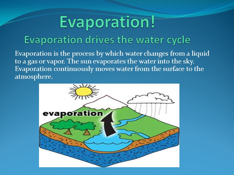 Evaporation! Evaporation drives the water cycle