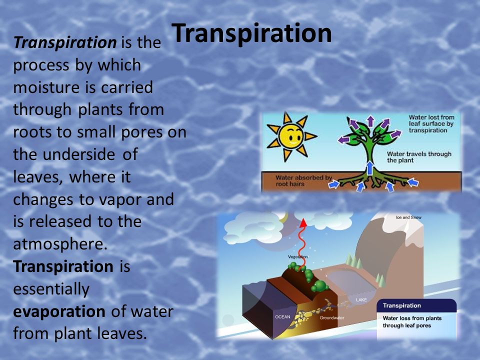 Transpiration