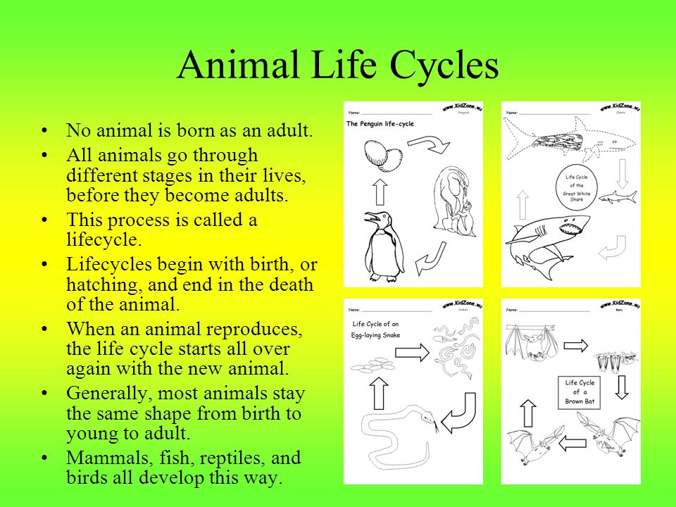 Animal Life Cycles No animal is born as an adult.