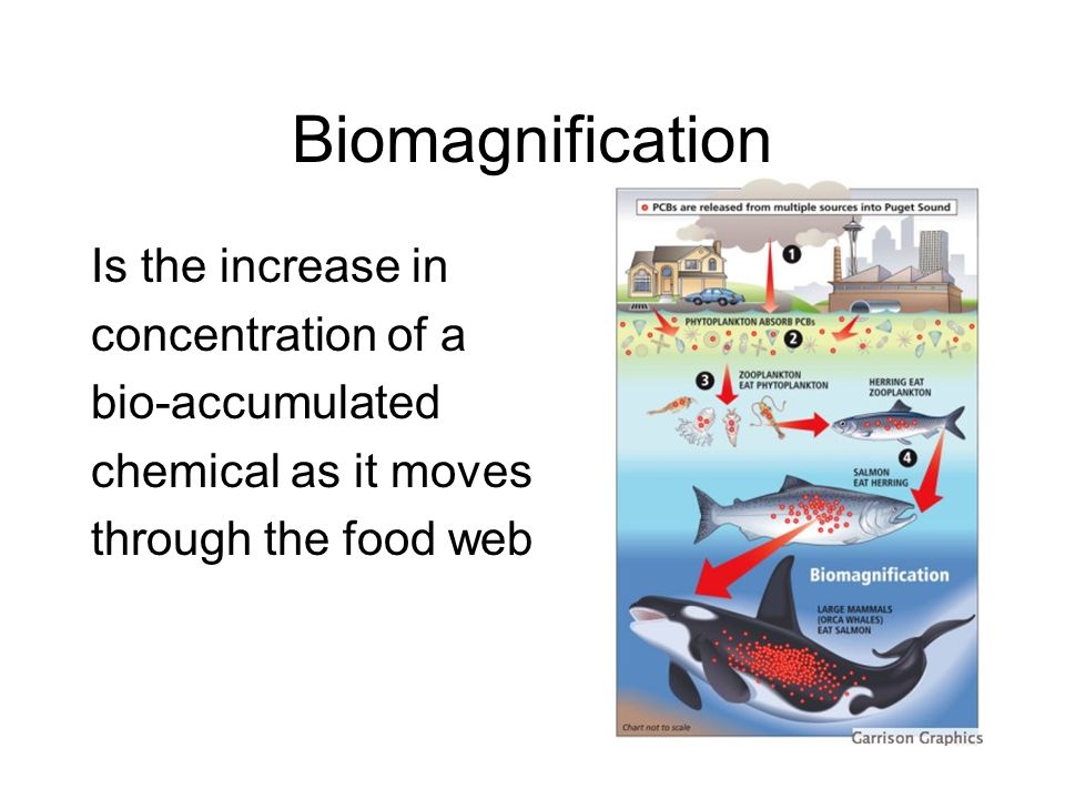 Biomagnification Is the increase in concentration of a bio-accumulated