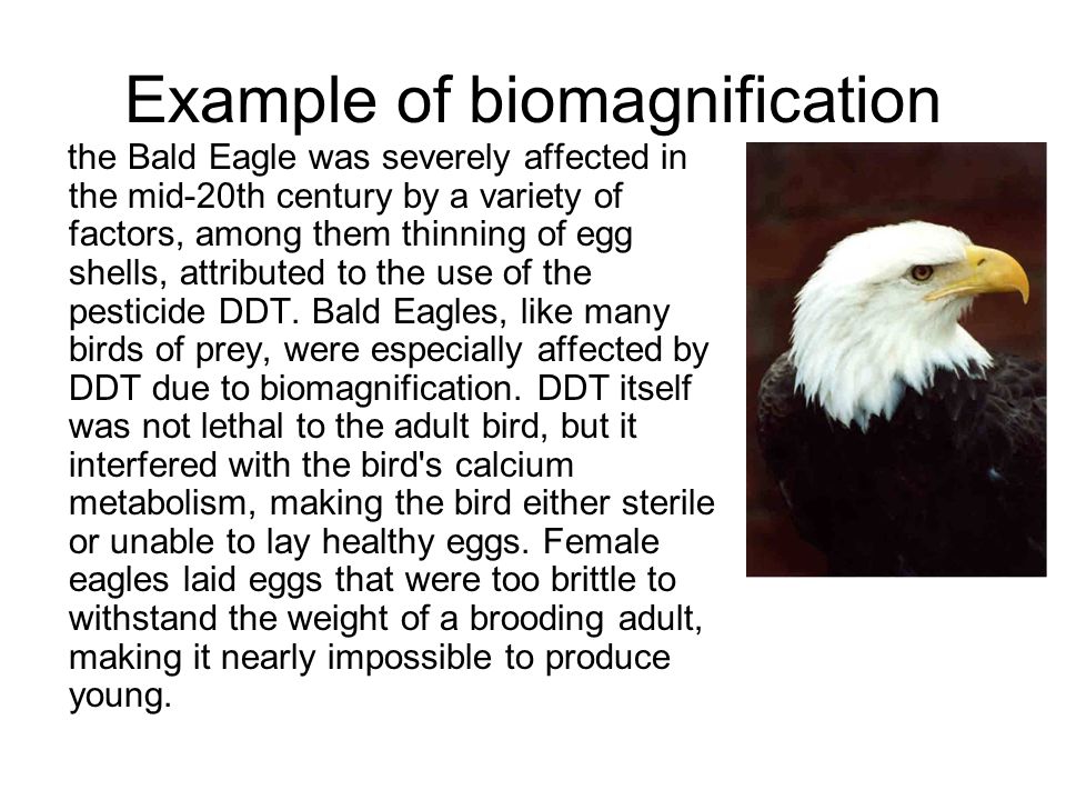 Example of biomagnification