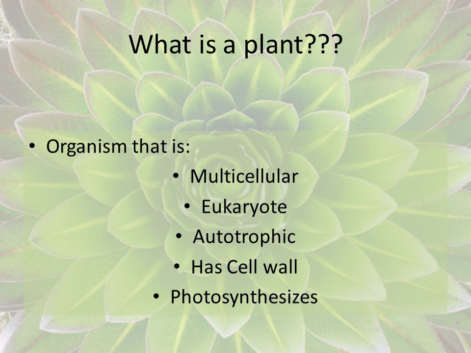 What is a plant Organism that is: Multicellular Eukaryote