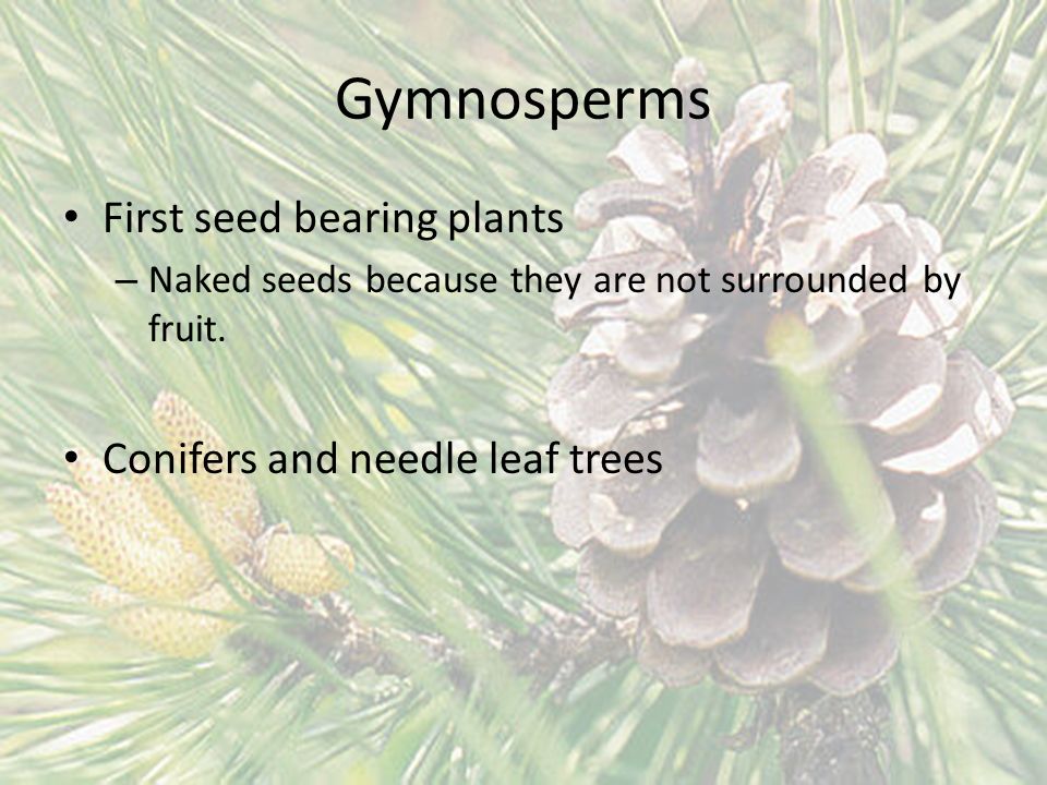 Gymnosperms First seed bearing plants Conifers and needle leaf trees
