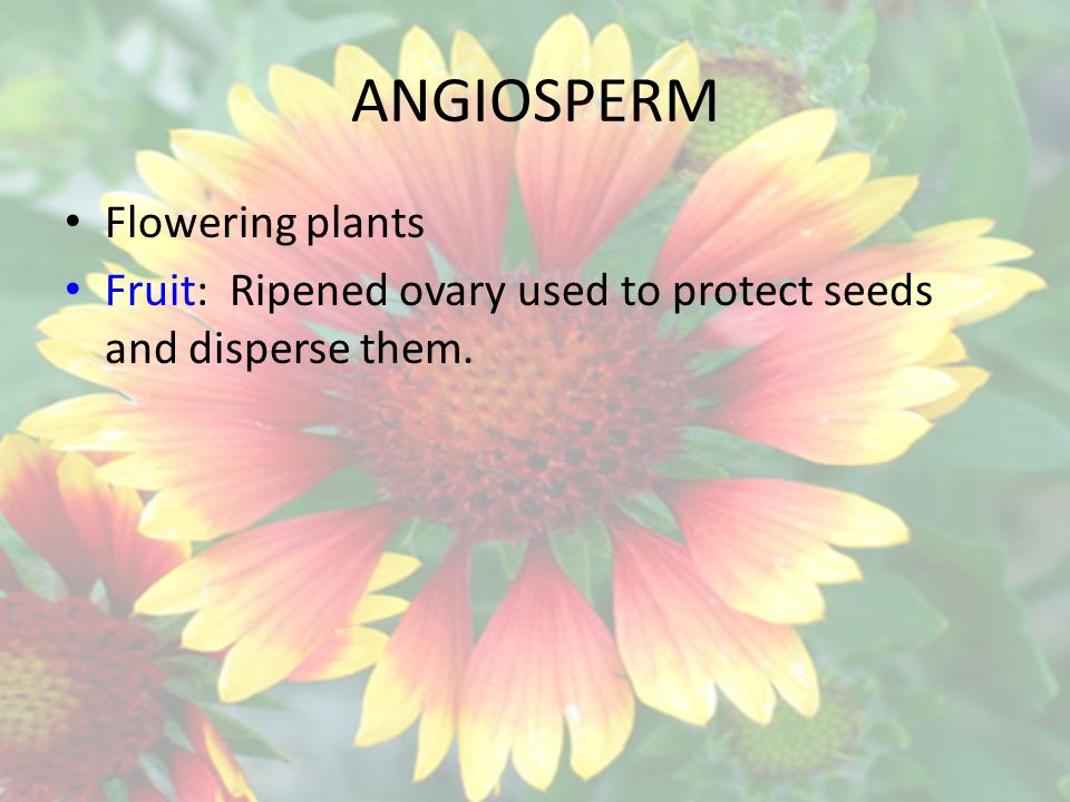 ANGIOSPERM Flowering plants