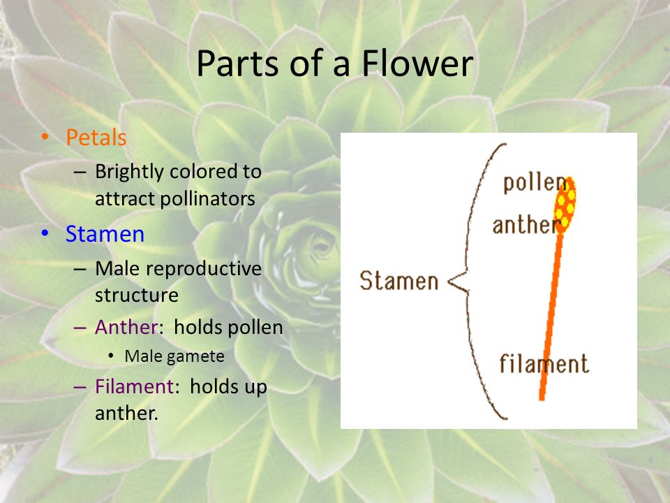 Parts of a Flower Petals Stamen