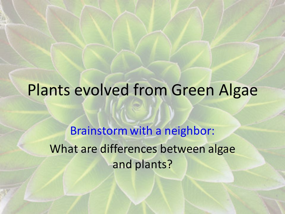 Plants evolved from Green Algae