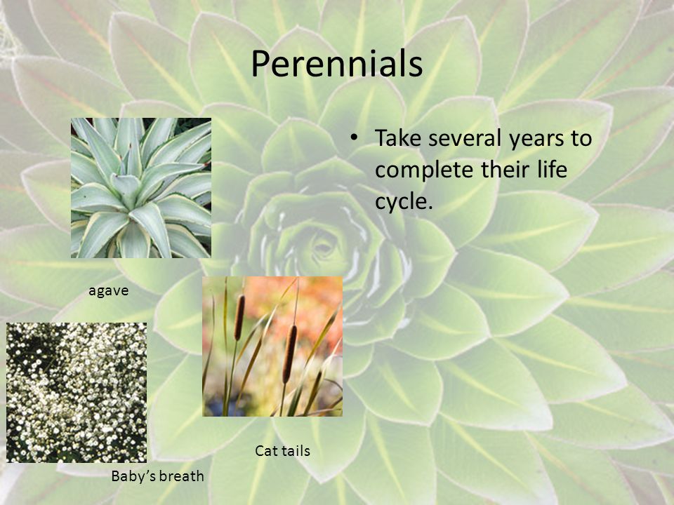 Perennials Take several years to complete their life cycle. agave