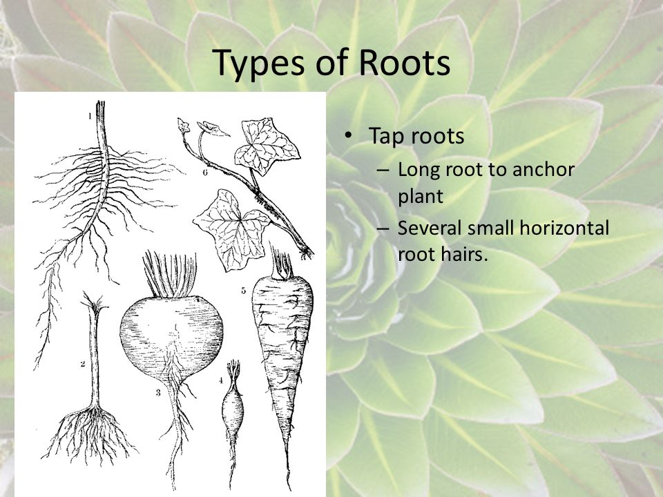 Types of Roots Fibrous Tap roots Long root to anchor plant