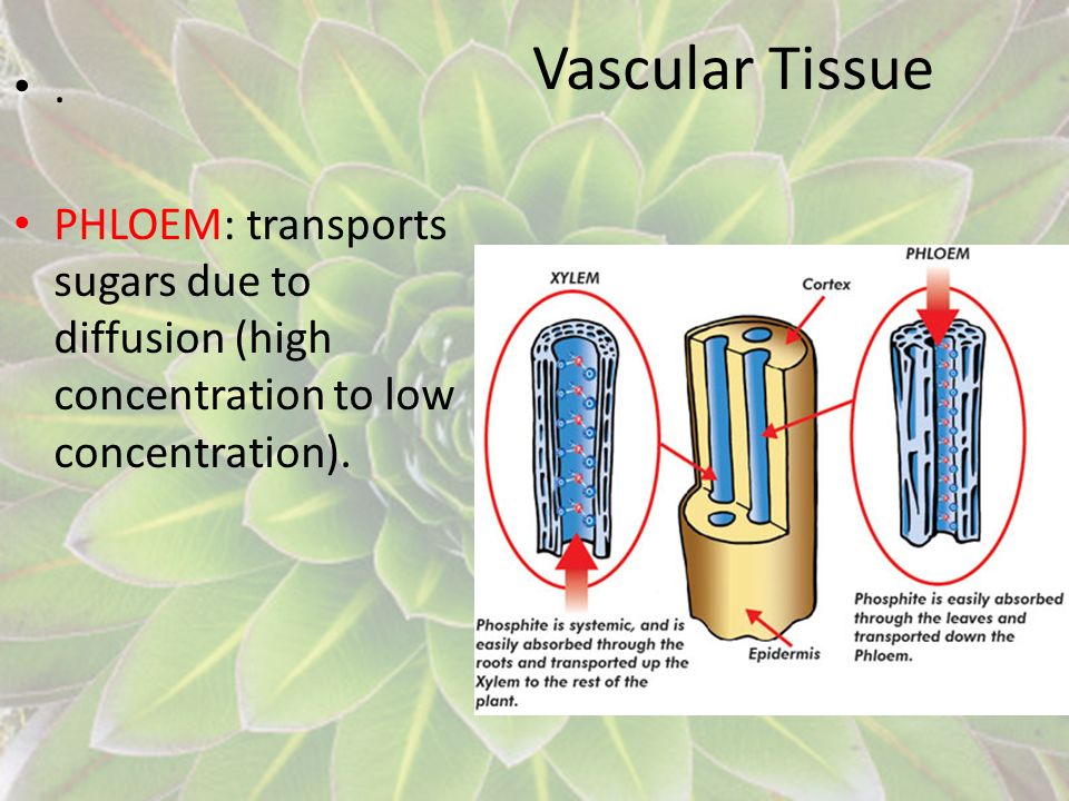 Vascular Tissue .