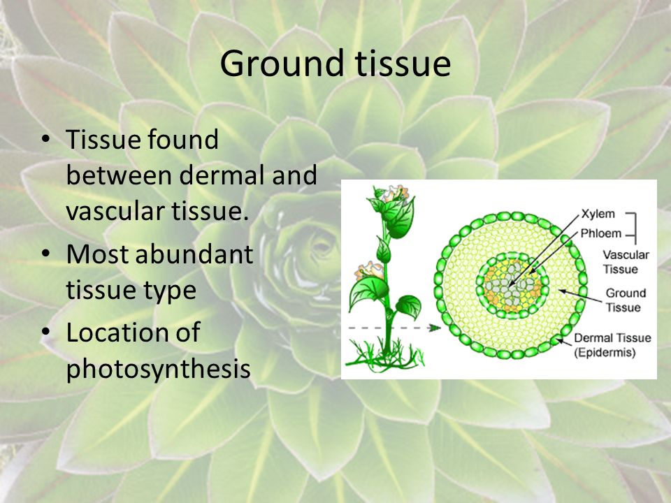Ground tissue Tissue found between dermal and vascular tissue.