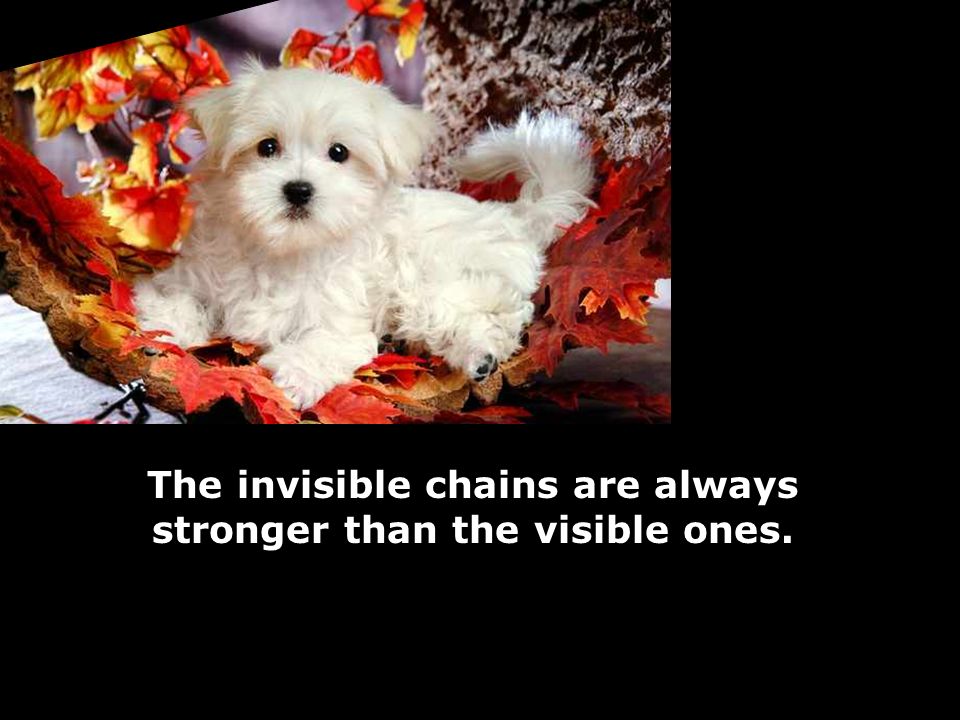The invisible chains are always stronger than the visible ones.