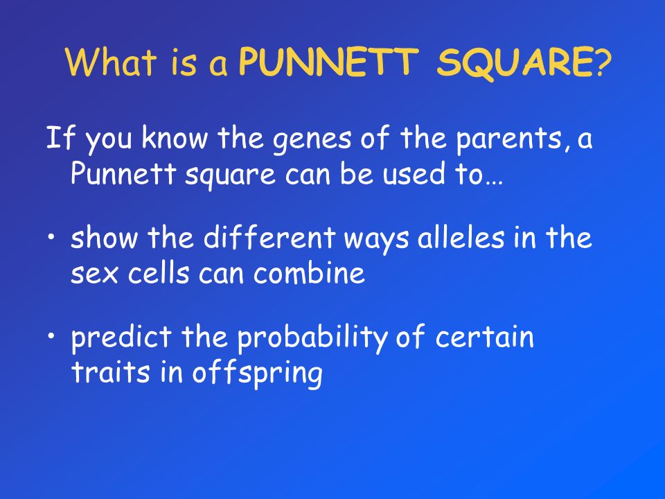What is a PUNNETT SQUARE