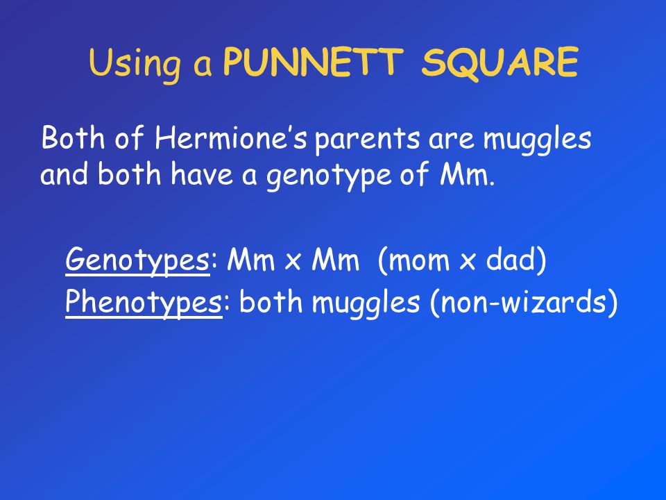Using a PUNNETT SQUARE Both of Hermione’s parents are muggles and both have a genotype of Mm. Genotypes: Mm x Mm (mom x dad)