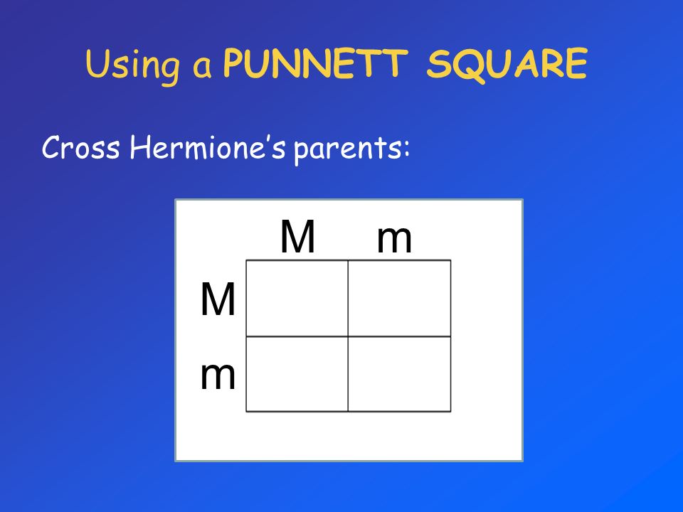 Using a PUNNETT SQUARE Cross Hermione’s parents: M m