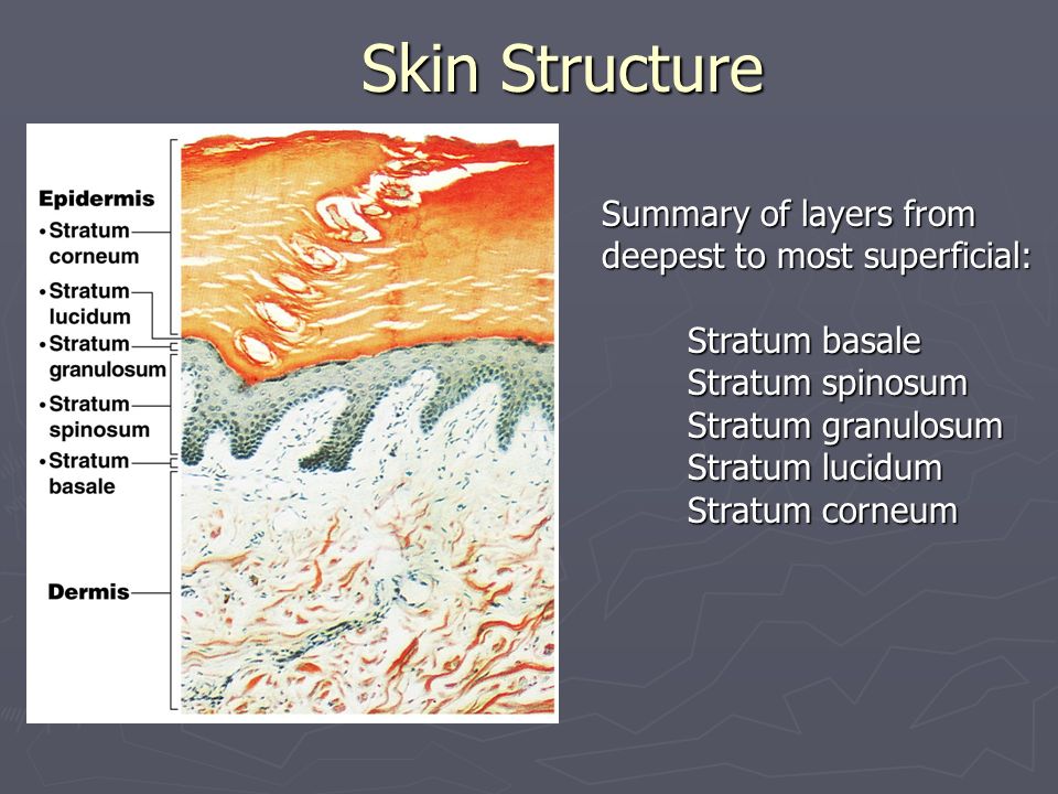 Skin Structure Summary of layers from deepest to most superficial: