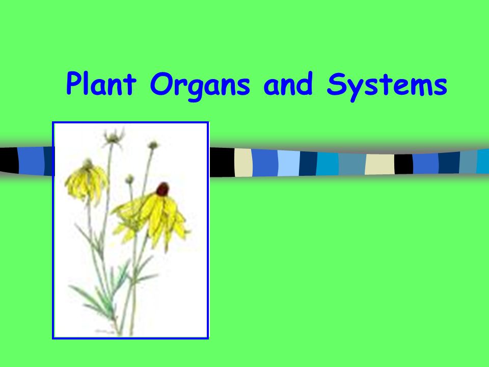 Plant Organs and Systems