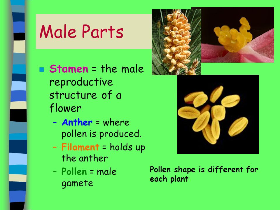 Male Parts Stamen = the male reproductive structure of a flower