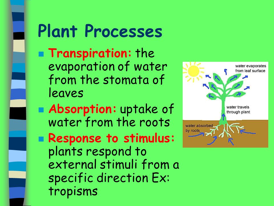 Plant Processes Transpiration: the evaporation of water from the stomata of leaves. Absorption: uptake of water from the roots.