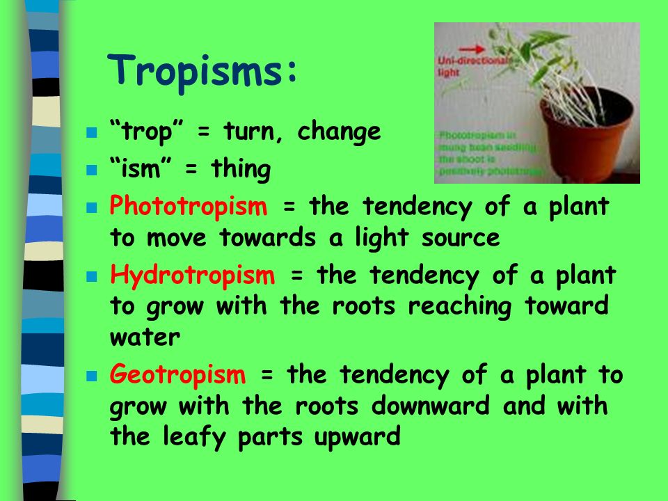 Tropisms: trop = turn, change ism = thing