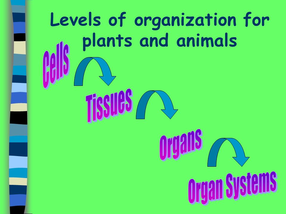 Levels of organization for plants and animals