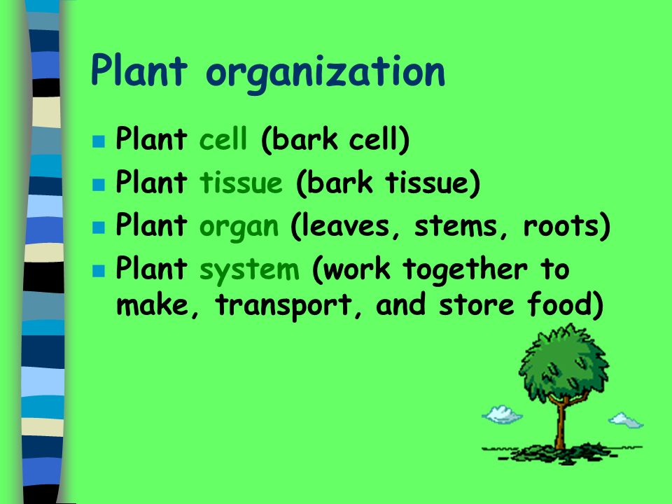 Plant organization Plant cell (bark cell) Plant tissue (bark tissue)