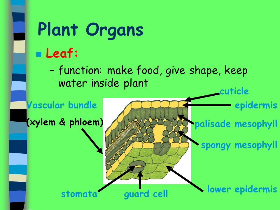Plant Organs Leaf: function: make food, give shape, keep water inside plant. cuticle. Vascular bundle.