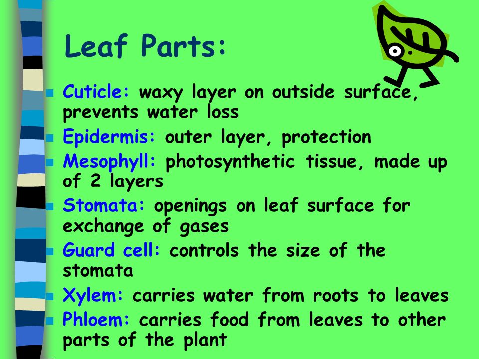 Leaf Parts: Cuticle: waxy layer on outside surface, prevents water loss. Epidermis: outer layer, protection.