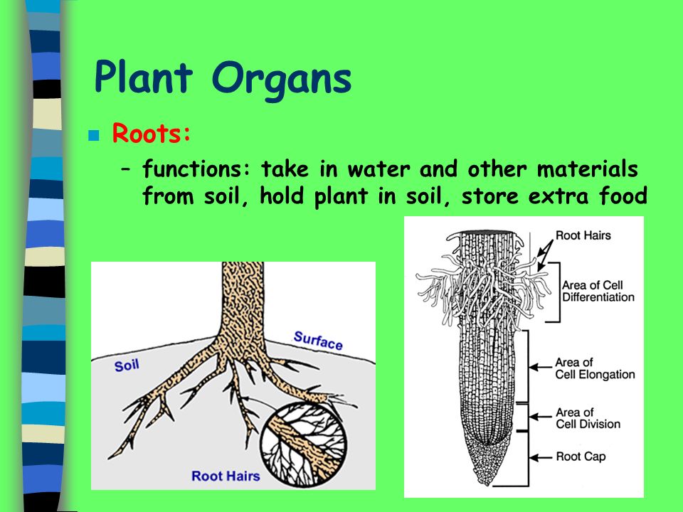 Plant Organs Roots: functions: take in water and other materials from soil, hold plant in soil, store extra food.