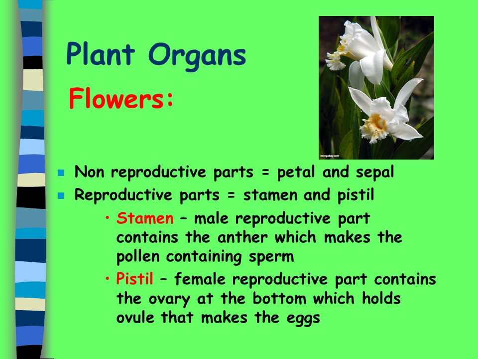 Plant Organs Flowers: Non reproductive parts = petal and sepal
