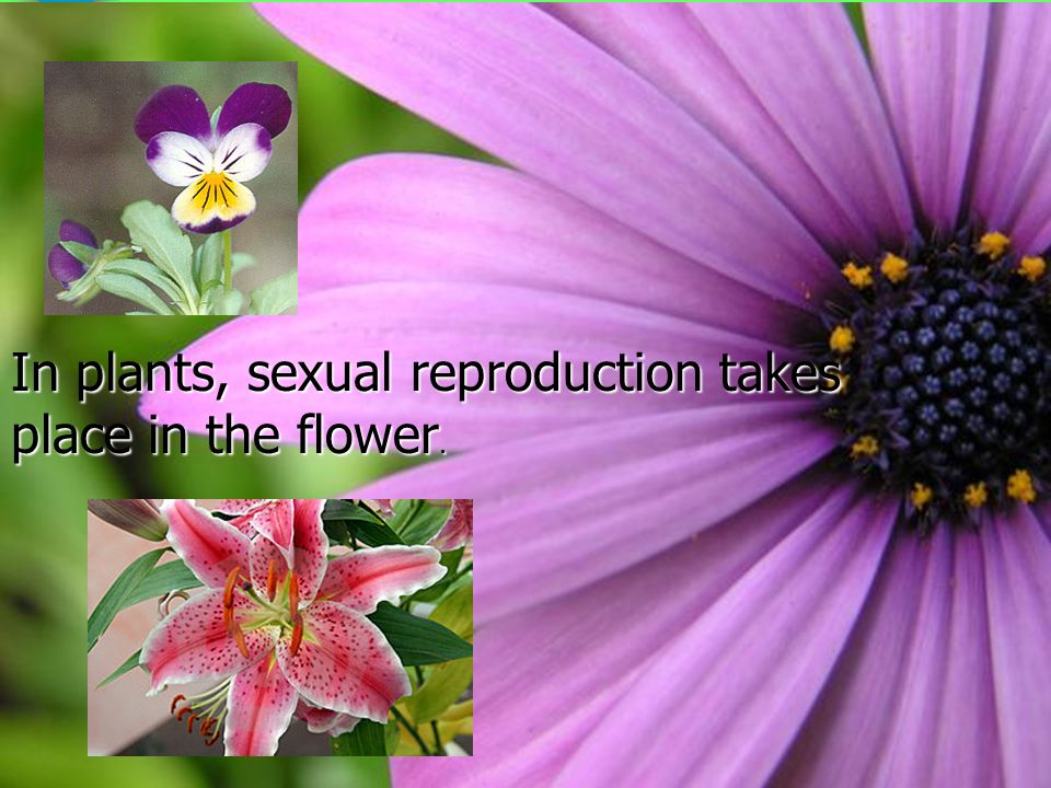 In plants, sexual reproduction takes place in the flower.
